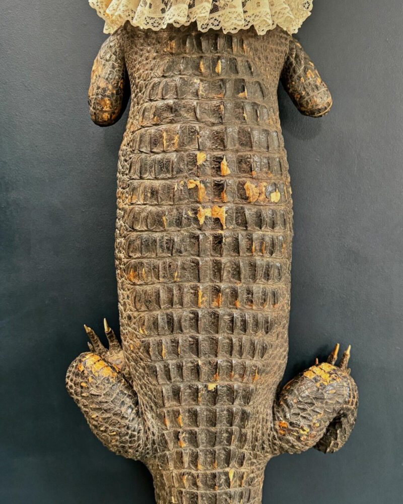 Victorian Taxidermy Crocodile - Image 7