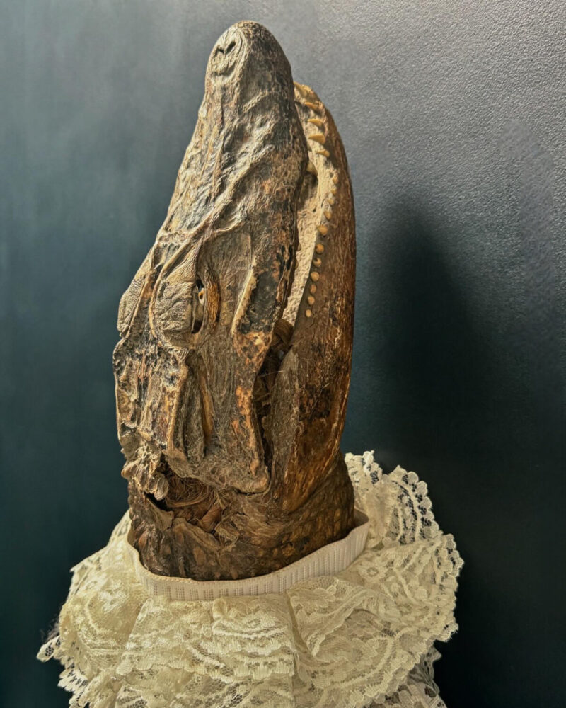 Victorian Taxidermy Crocodile - Image 8