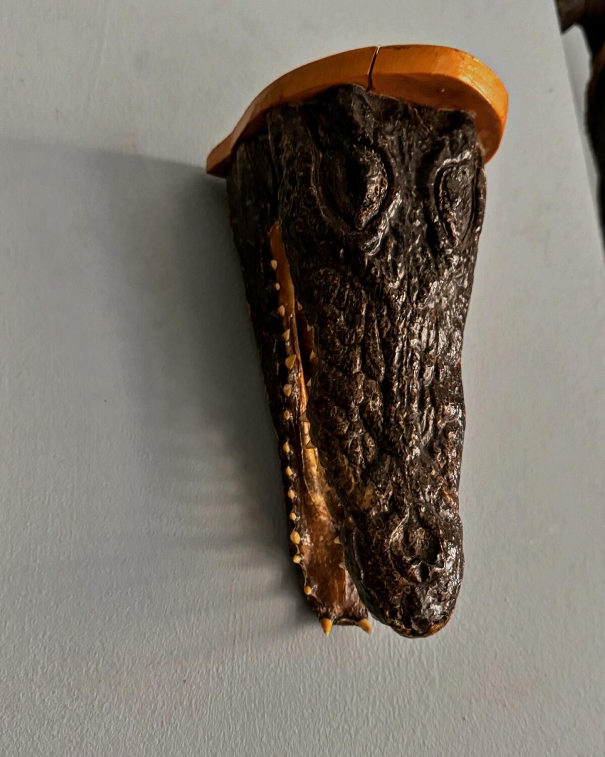 Taxidermy Crocodile Head Shelf - Image 6