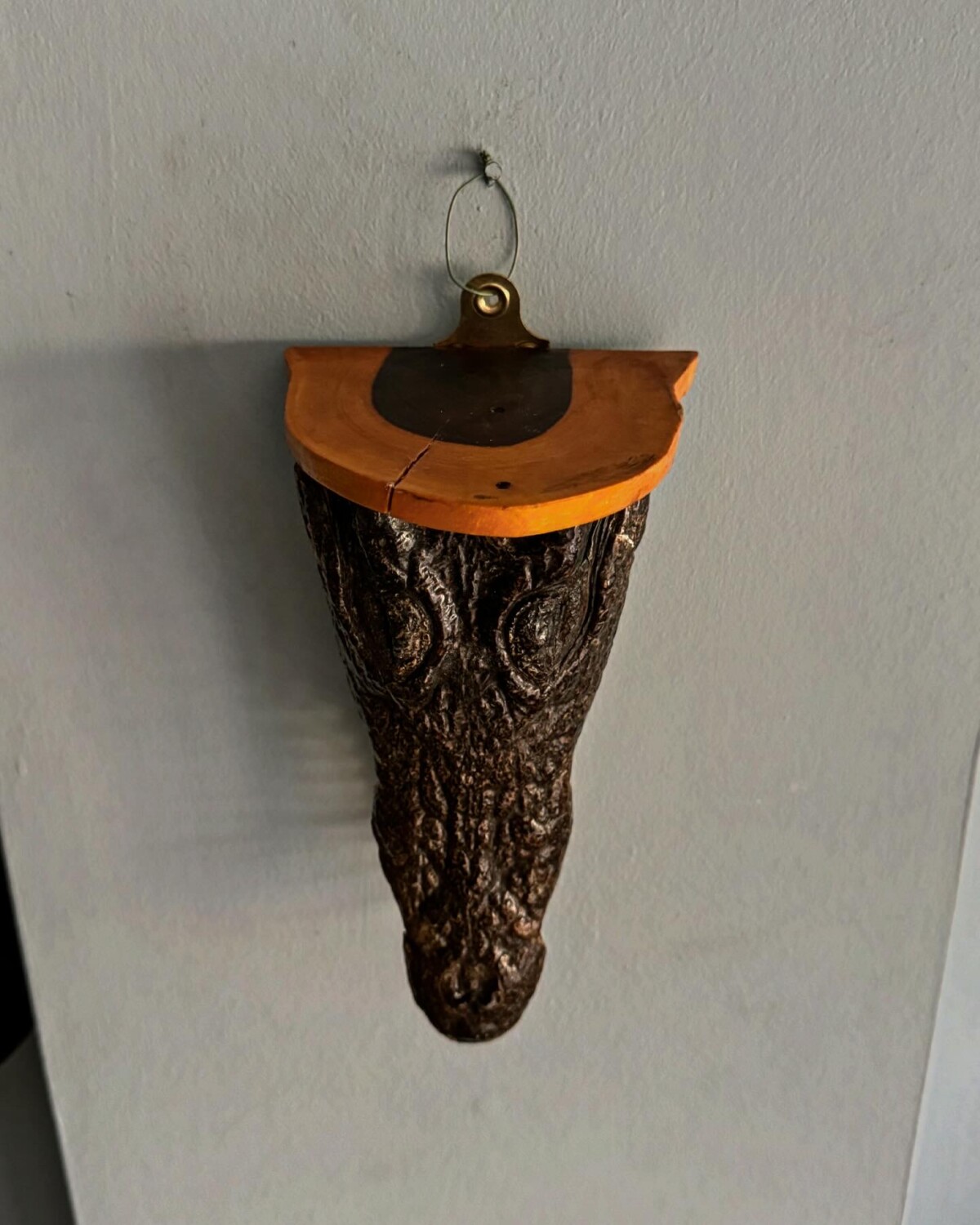 Taxidermy Crocodile Head Shelf - Image 7