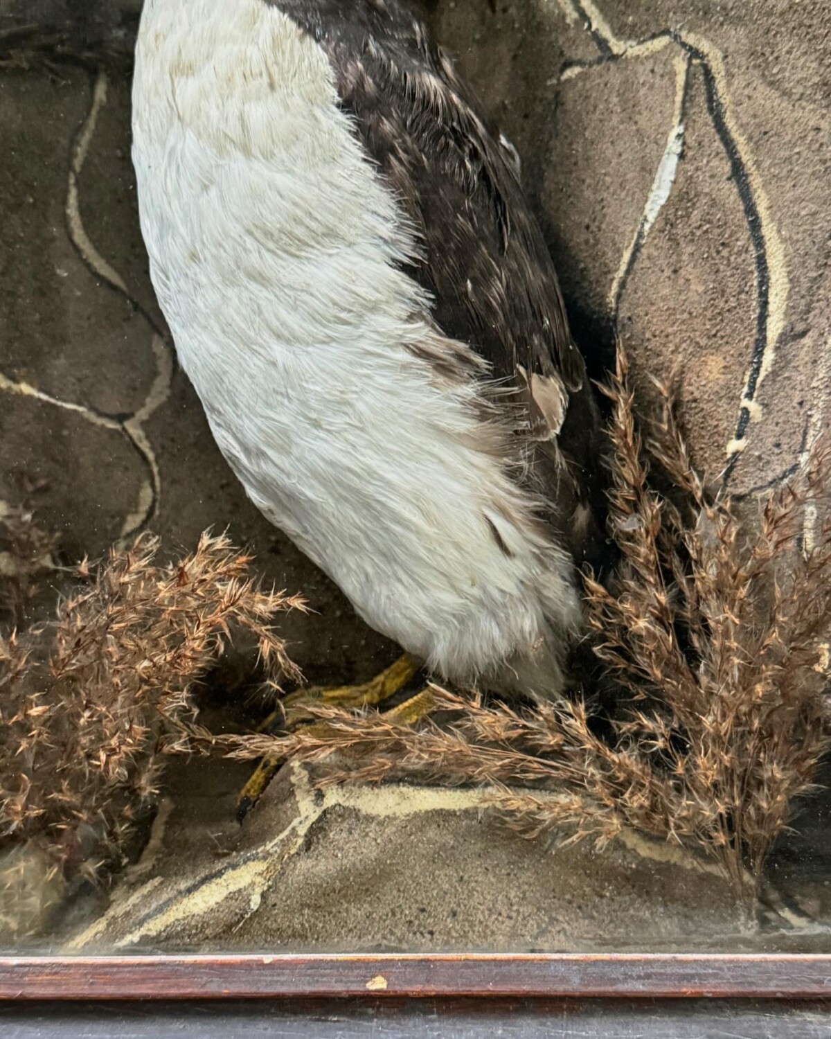 Victorian Taxidermy Puffin Diorama - Image 5