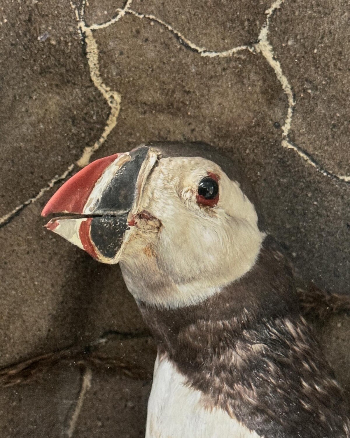 Victorian Taxidermy Puffin Diorama - Image 8