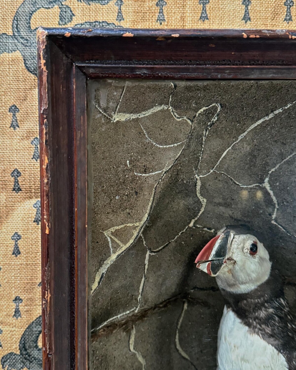 Victorian Taxidermy Puffin Diorama - Image 12