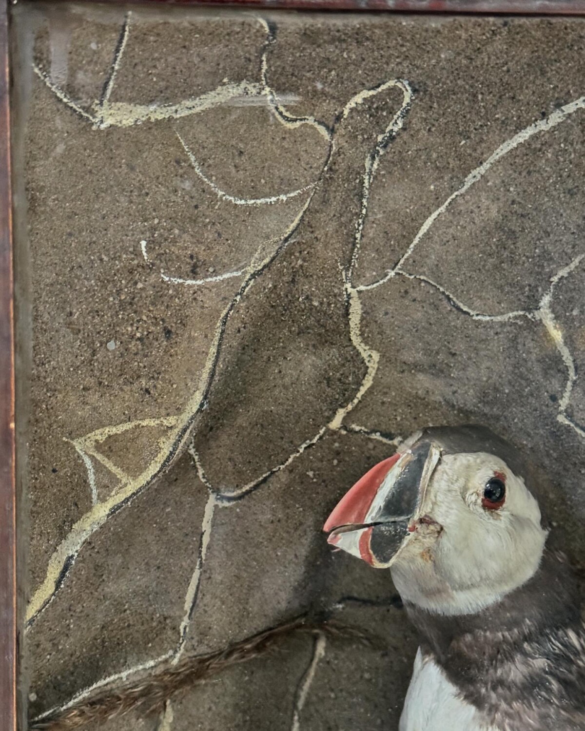 Victorian Taxidermy Puffin Diorama - Image 13