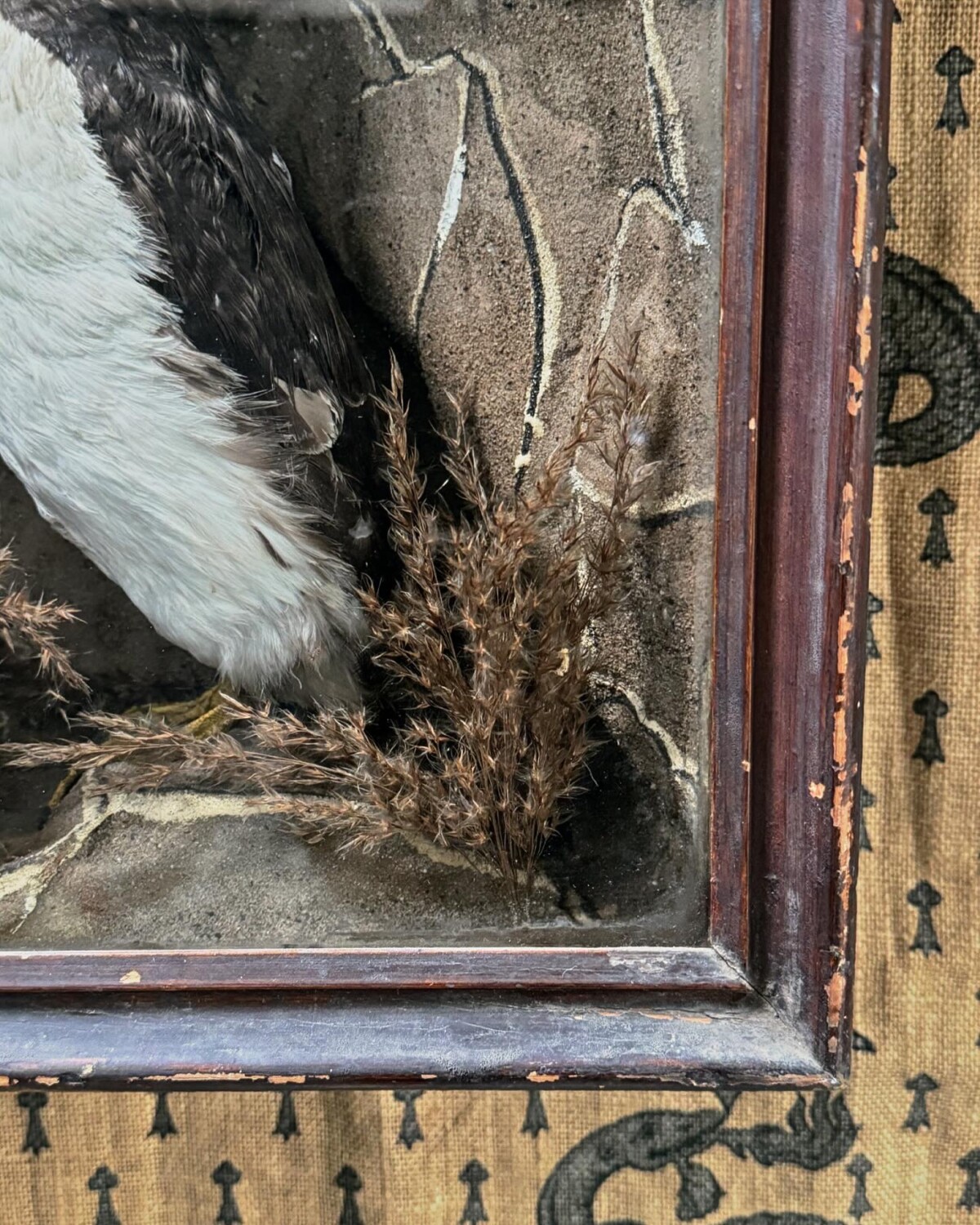 Victorian Taxidermy Puffin Diorama - Image 7