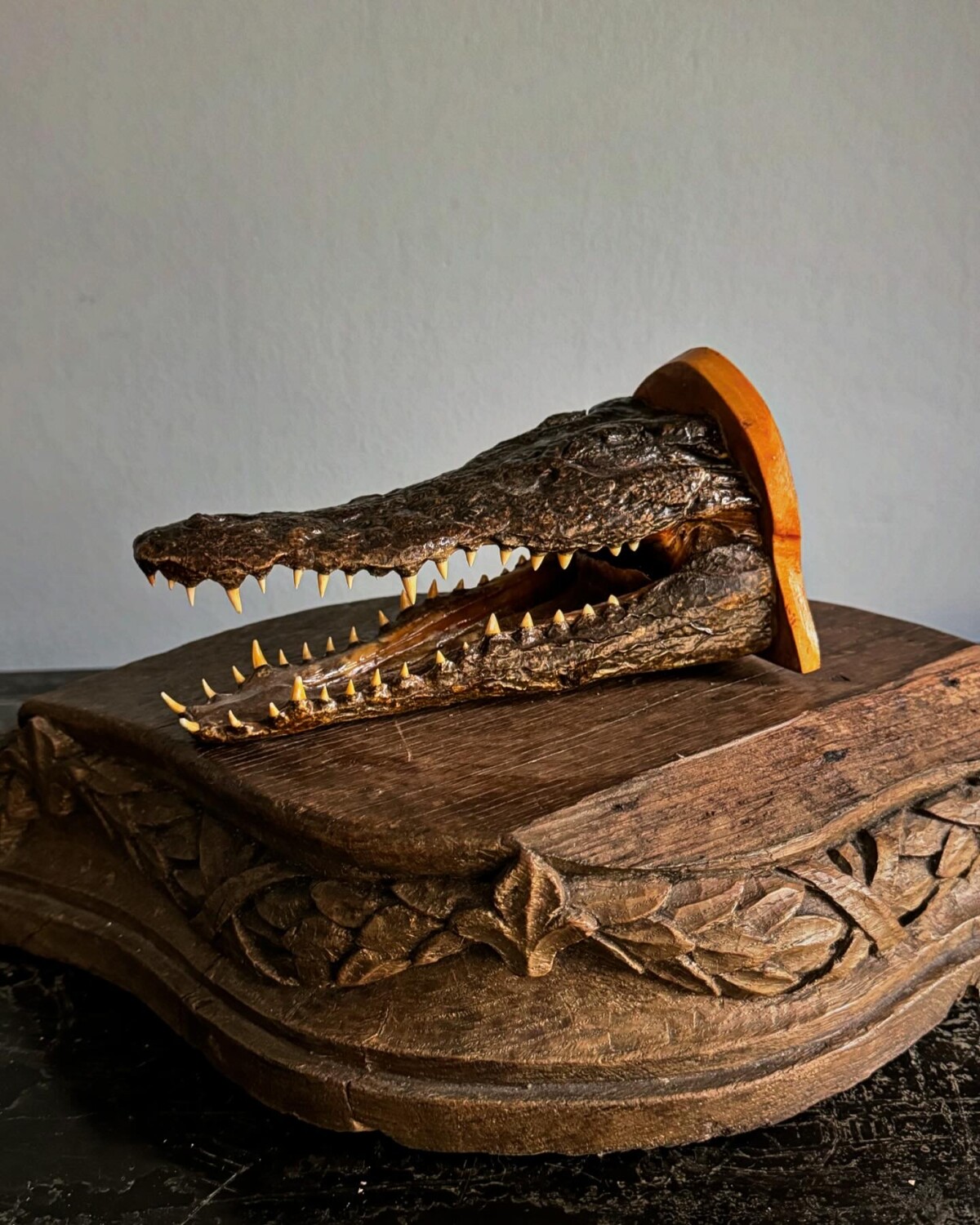 Taxidermy Crocodile Head Shelf - Image 8