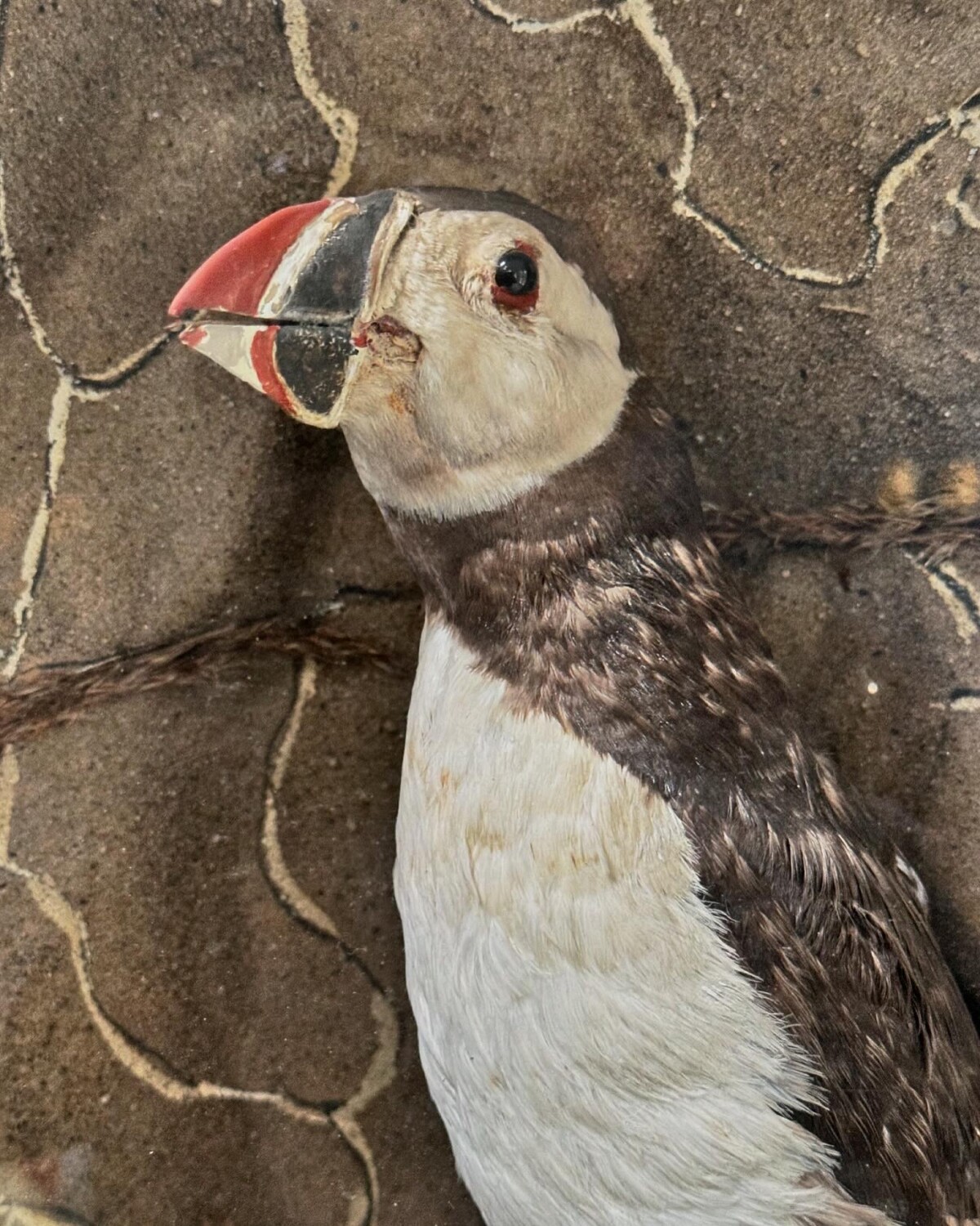 Victorian Taxidermy Puffin Diorama - Image 11