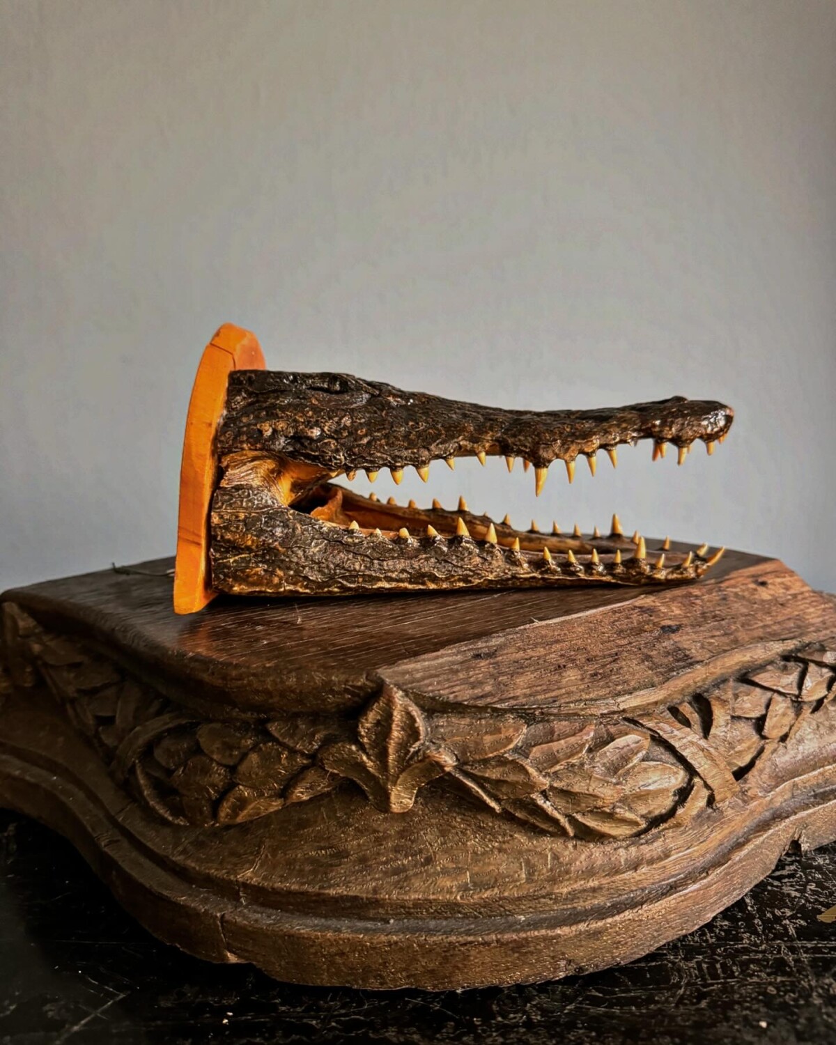Taxidermy Crocodile Head Shelf - Image 9