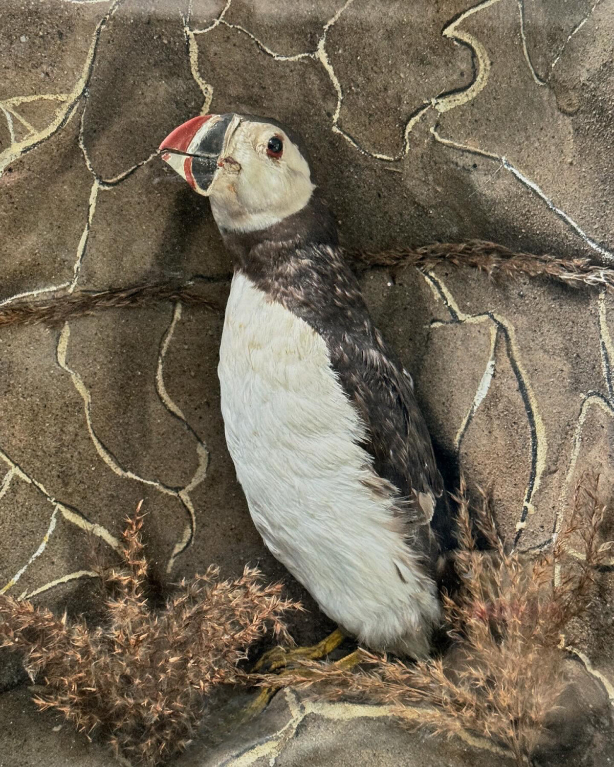 Victorian Taxidermy Puffin Diorama - Image 3