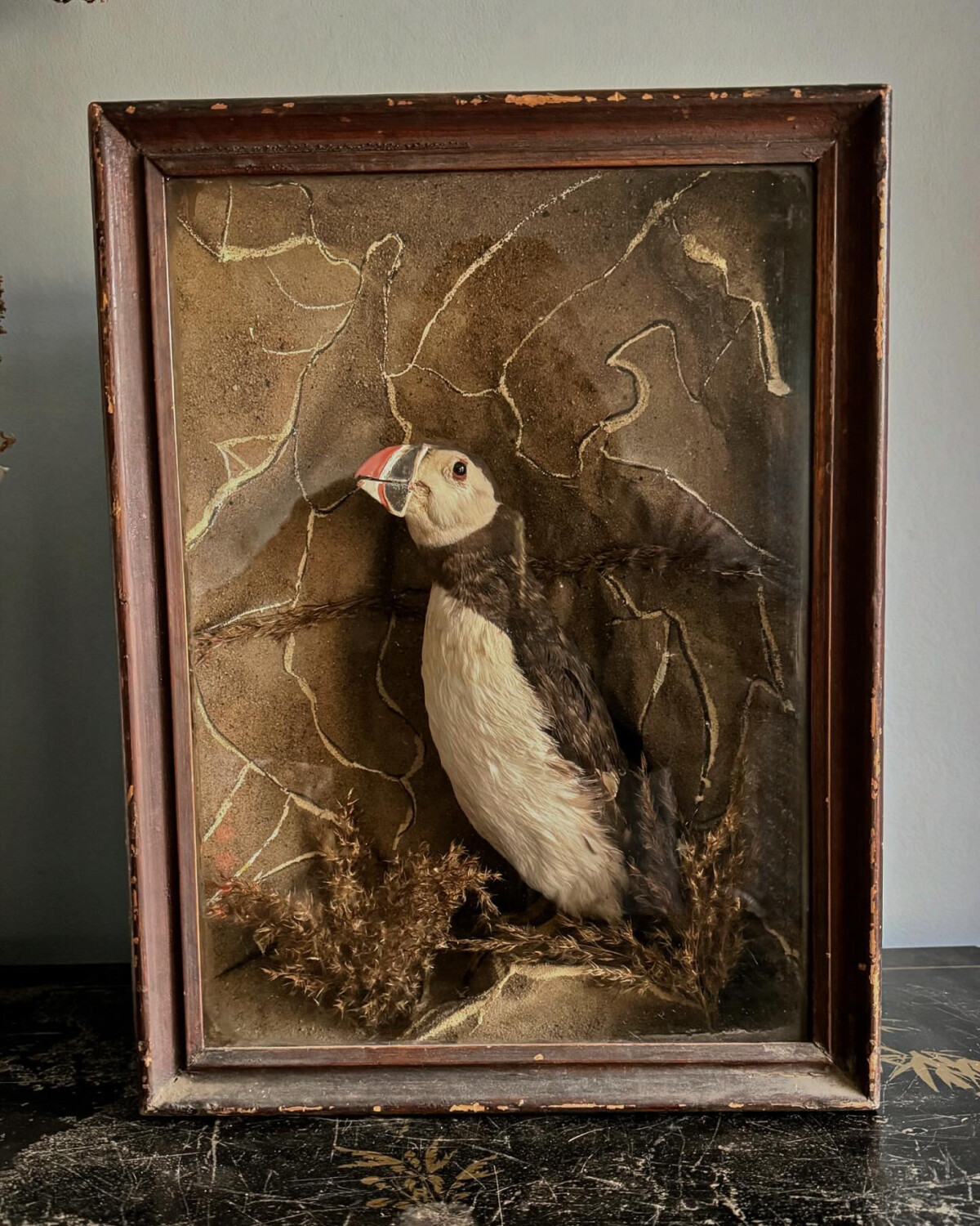 Victorian Taxidermy Puffin Diorama - Image 10