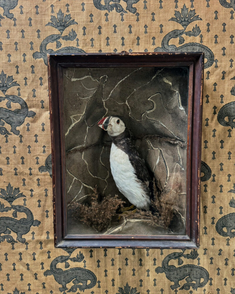 Victorian Taxidermy Puffin Diorama