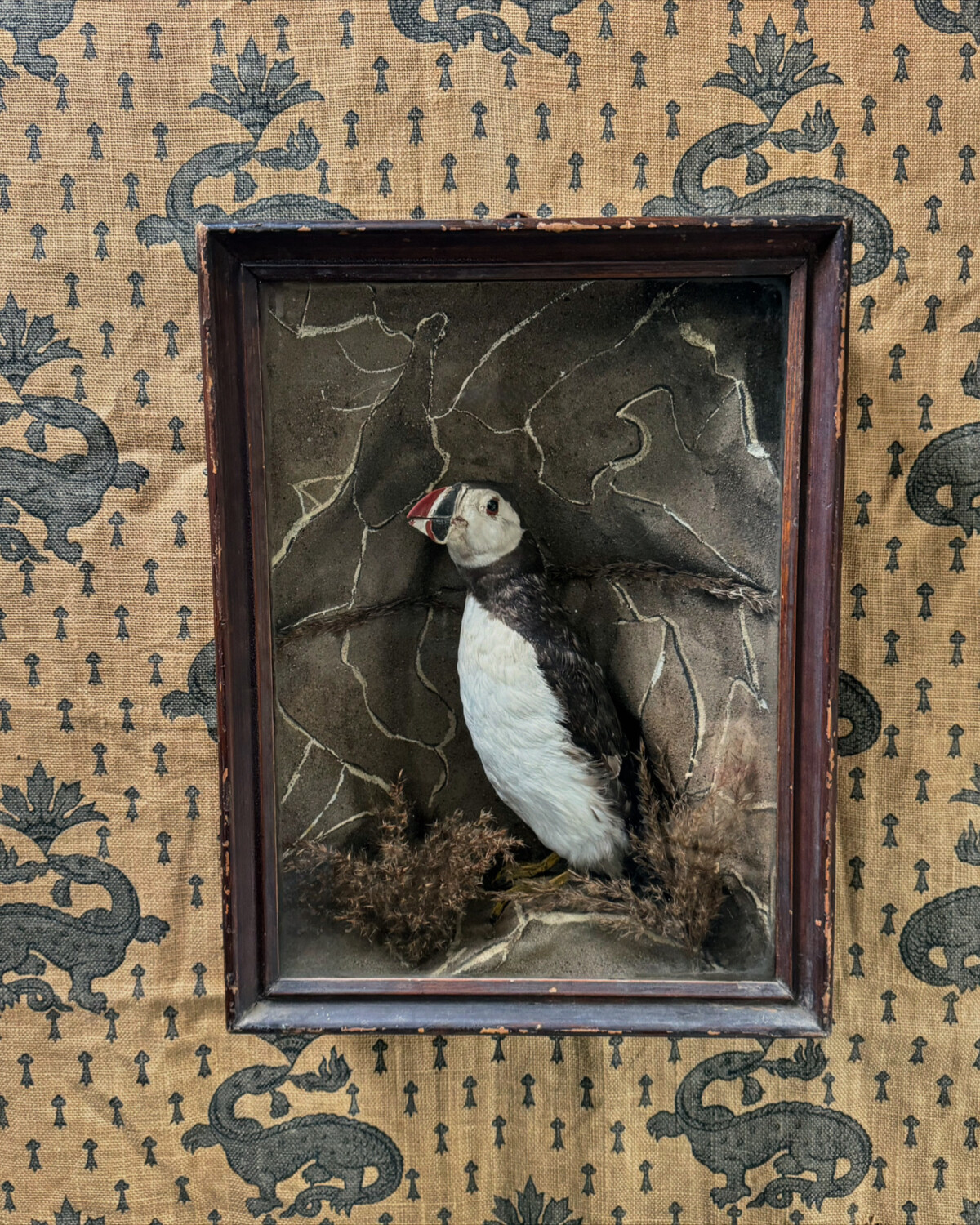 Victorian Taxidermy Puffin Diorama