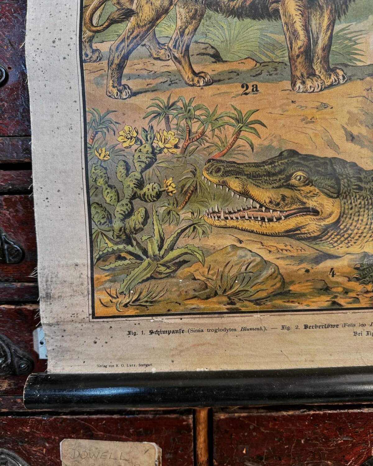 African Animals Chromolithograph Teaching Aid - Image 8