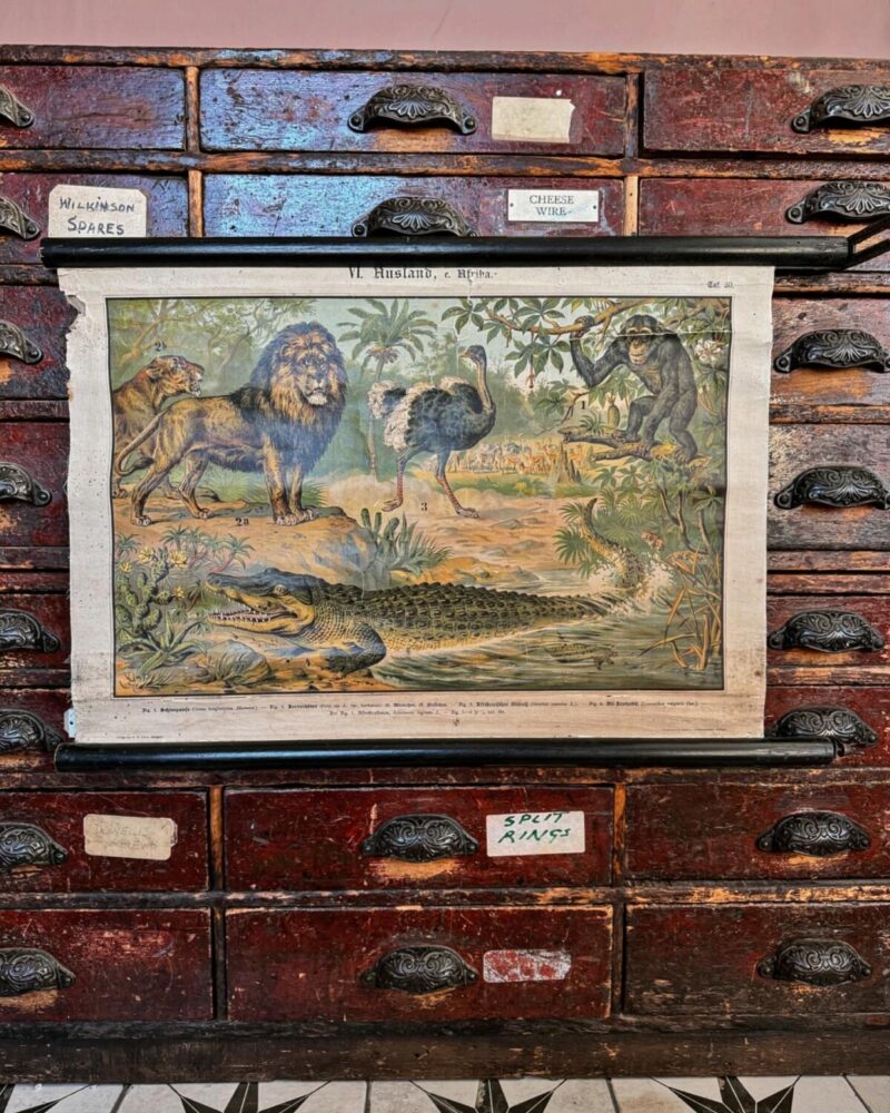 African Animals Chromolithograph Teaching Aid