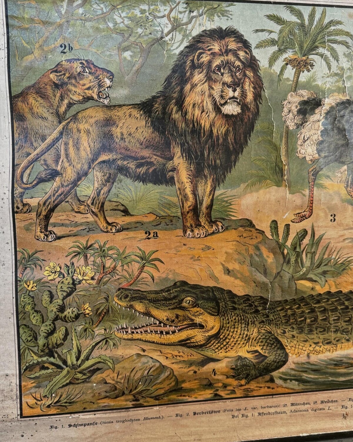 African Animals Chromolithograph Teaching Aid - Image 16