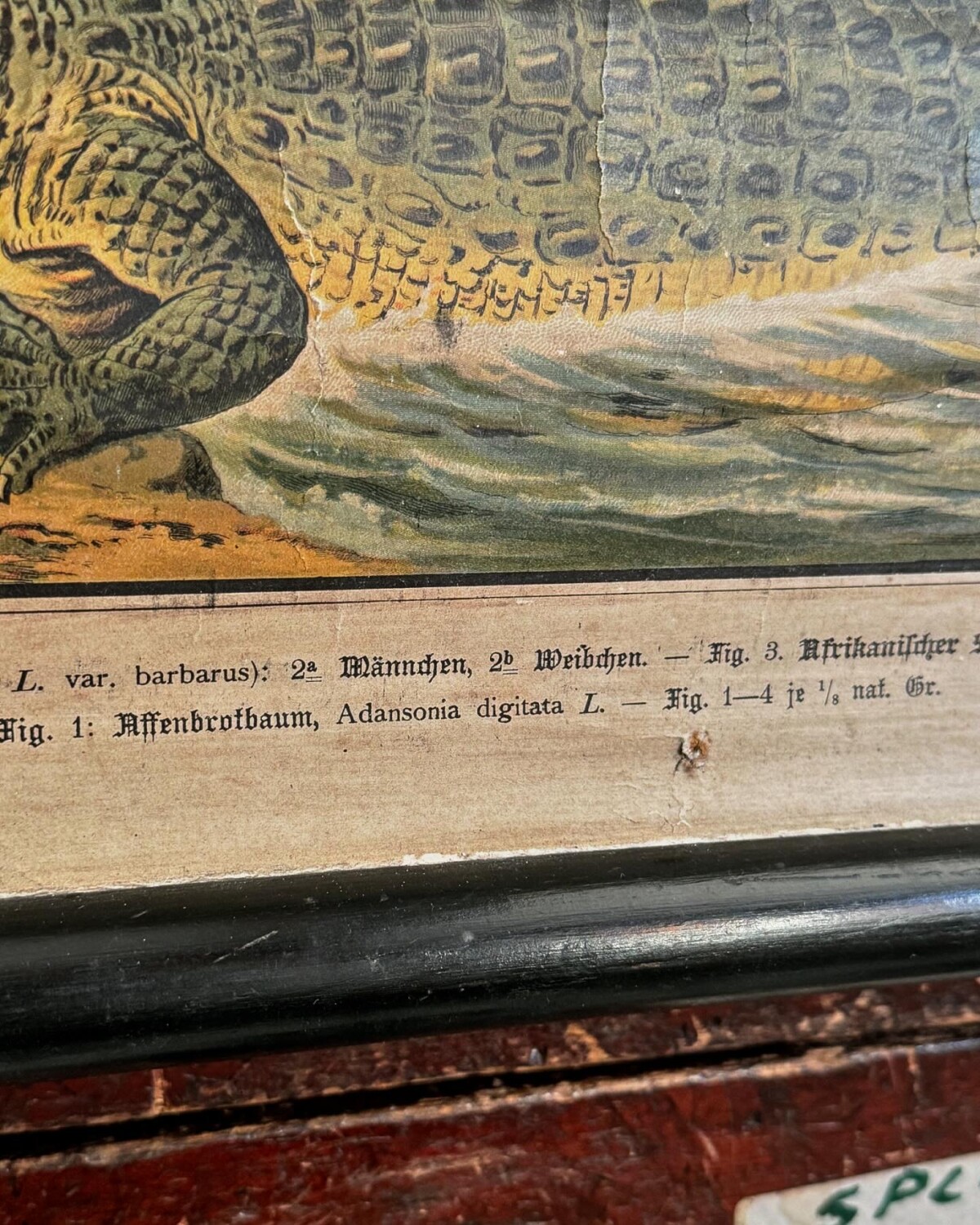 African Animals Chromolithograph Teaching Aid - Image 12