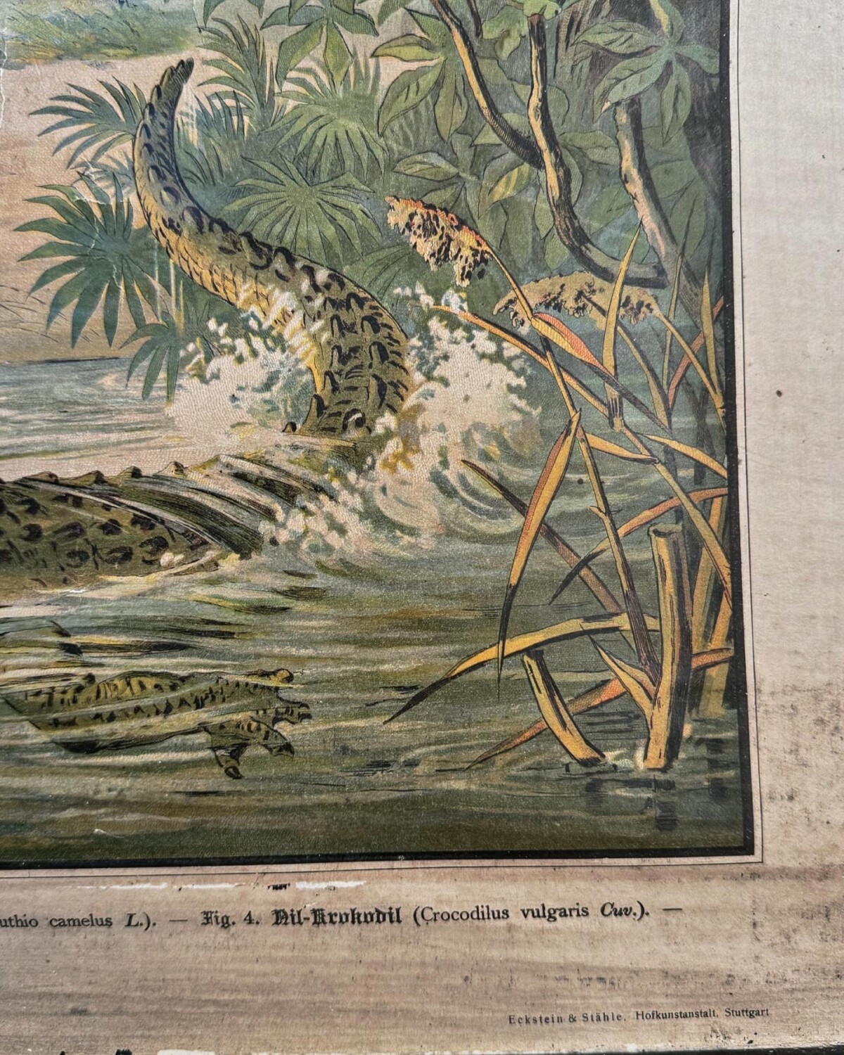 African Animals Chromolithograph Teaching Aid - Image 15