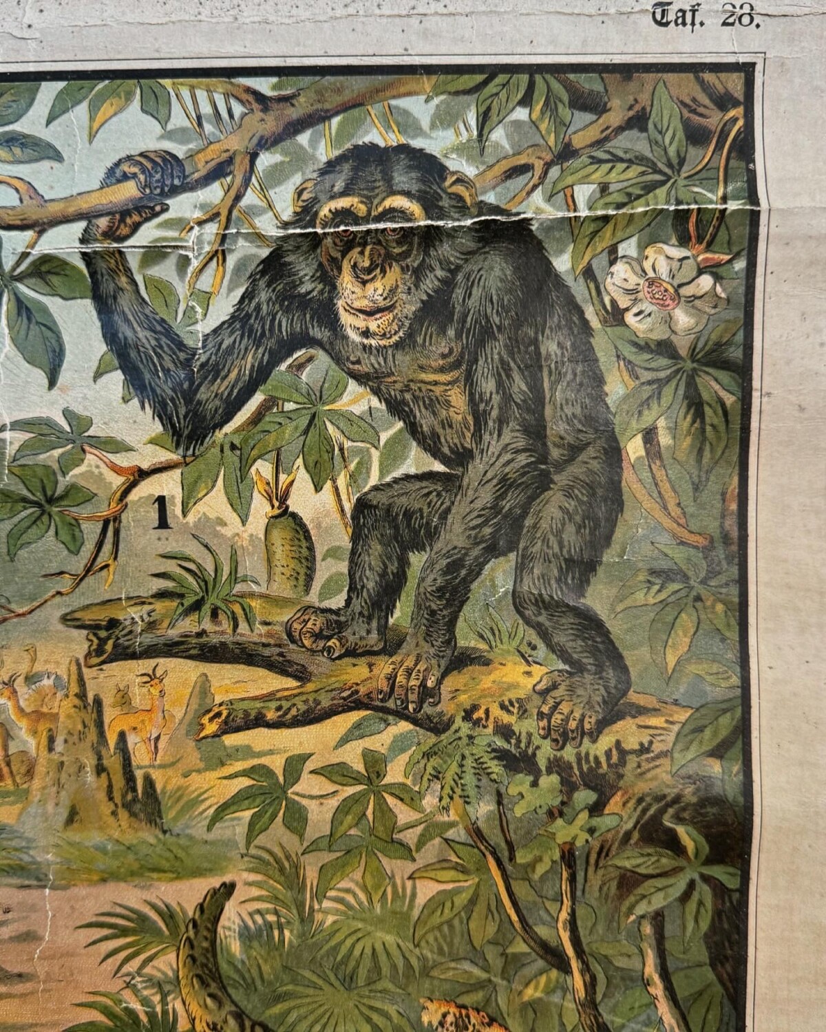 African Animals Chromolithograph Teaching Aid - Image 9