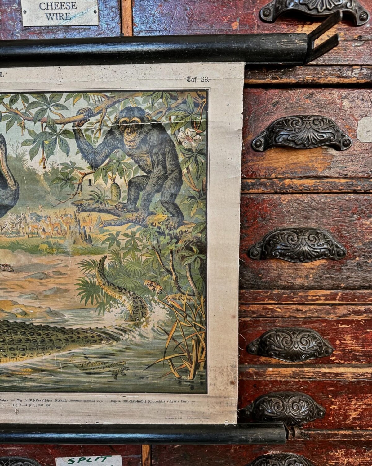 African Animals Chromolithograph Teaching Aid - Image 4