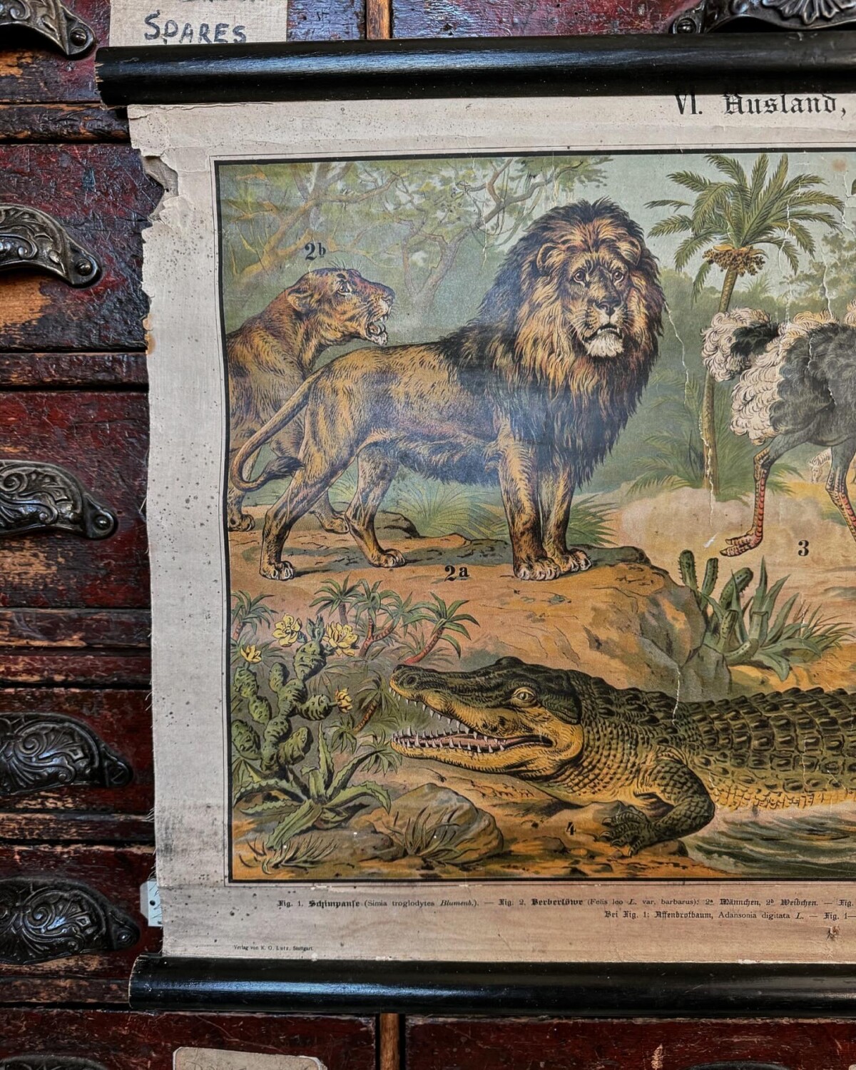 African Animals Chromolithograph Teaching Aid - Image 3