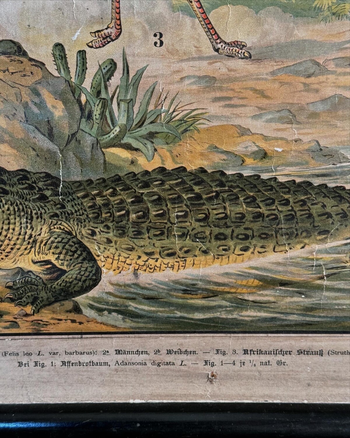 African Animals Chromolithograph Teaching Aid - Image 13