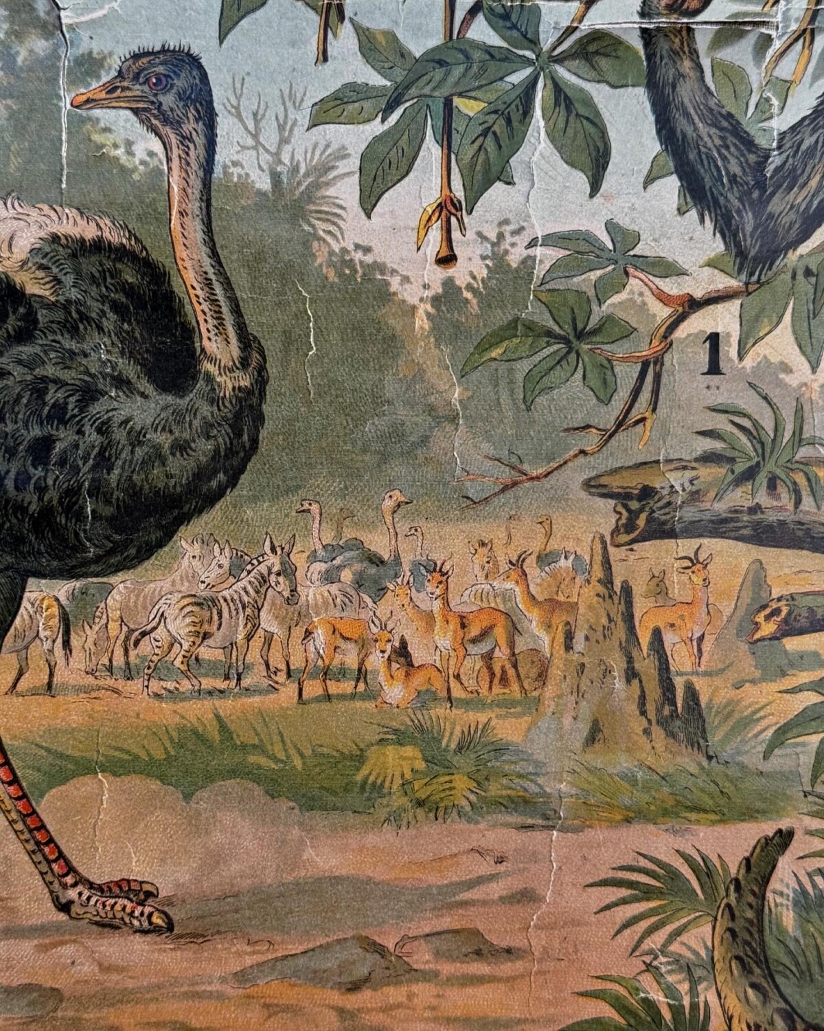 African Animals Chromolithograph Teaching Aid - Image 10