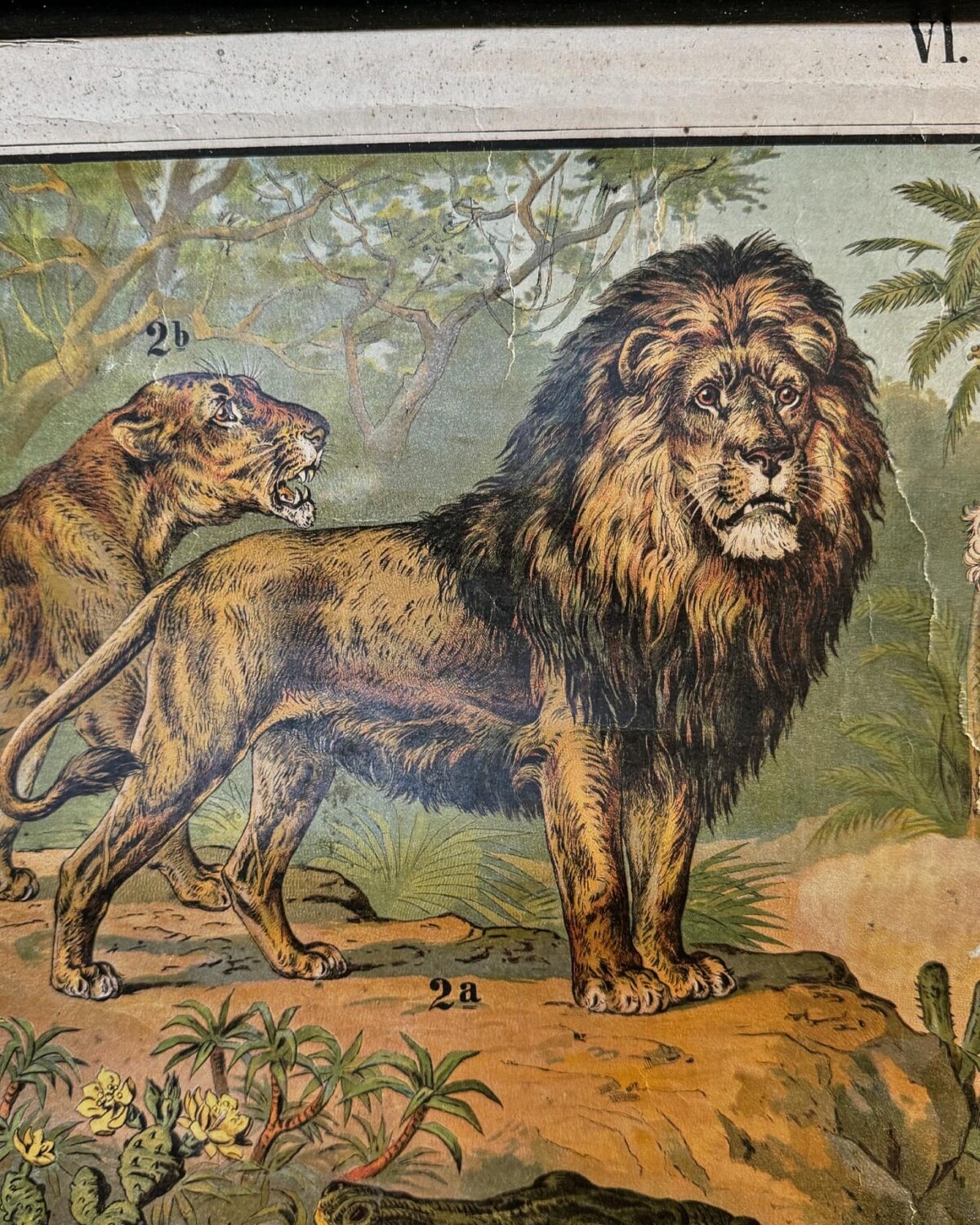 African Animals Chromolithograph Teaching Aid - Image 7