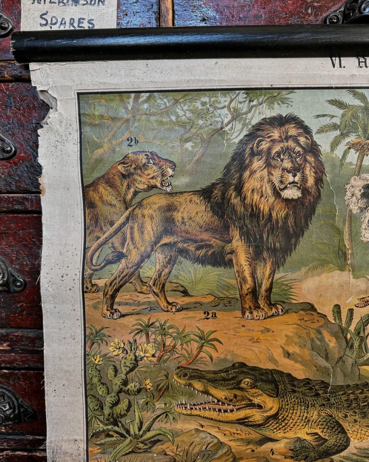 African Animals Chromolithograph Teaching Aid - Image 14