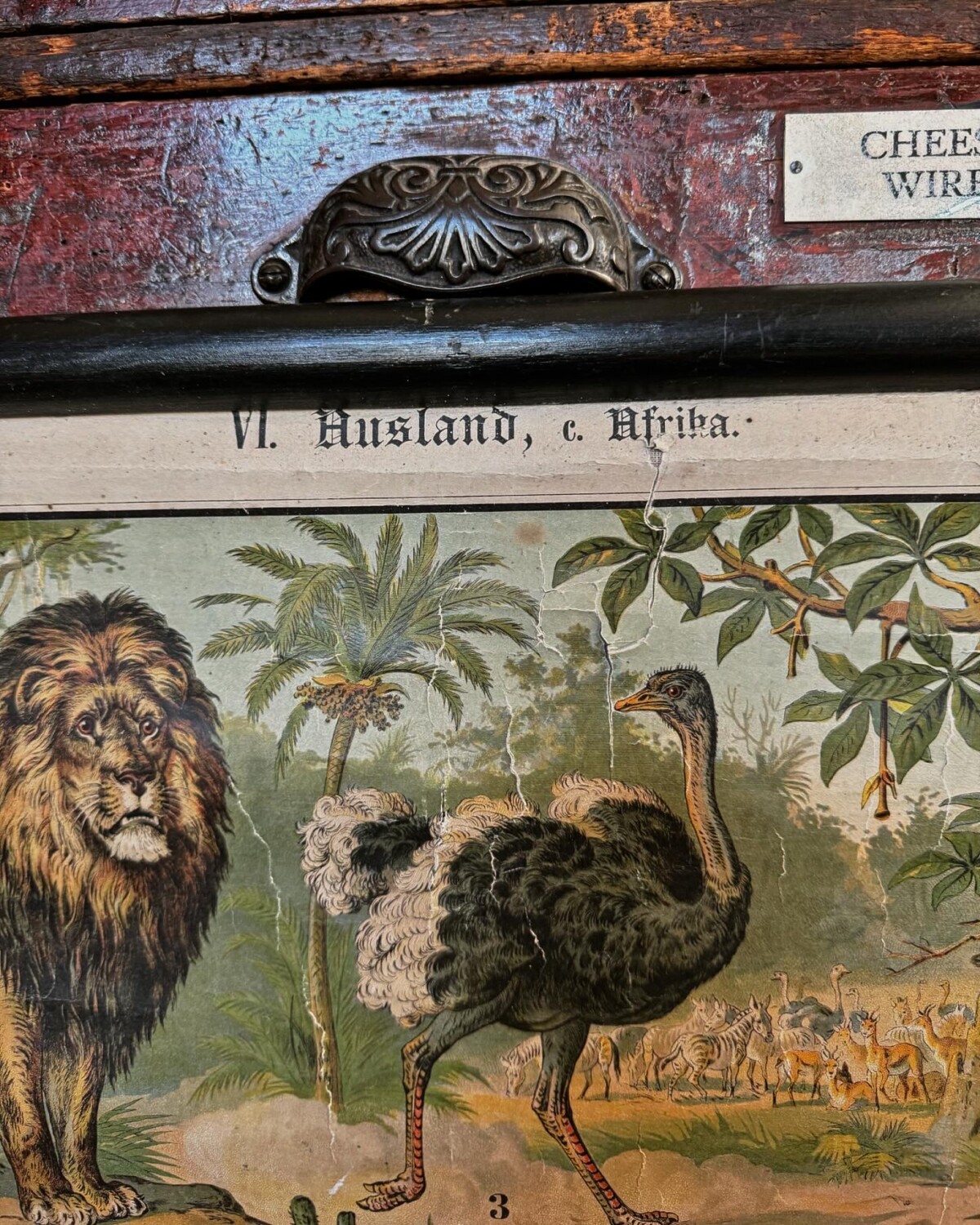 African Animals Chromolithograph Teaching Aid - Image 5